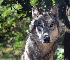 Wolf