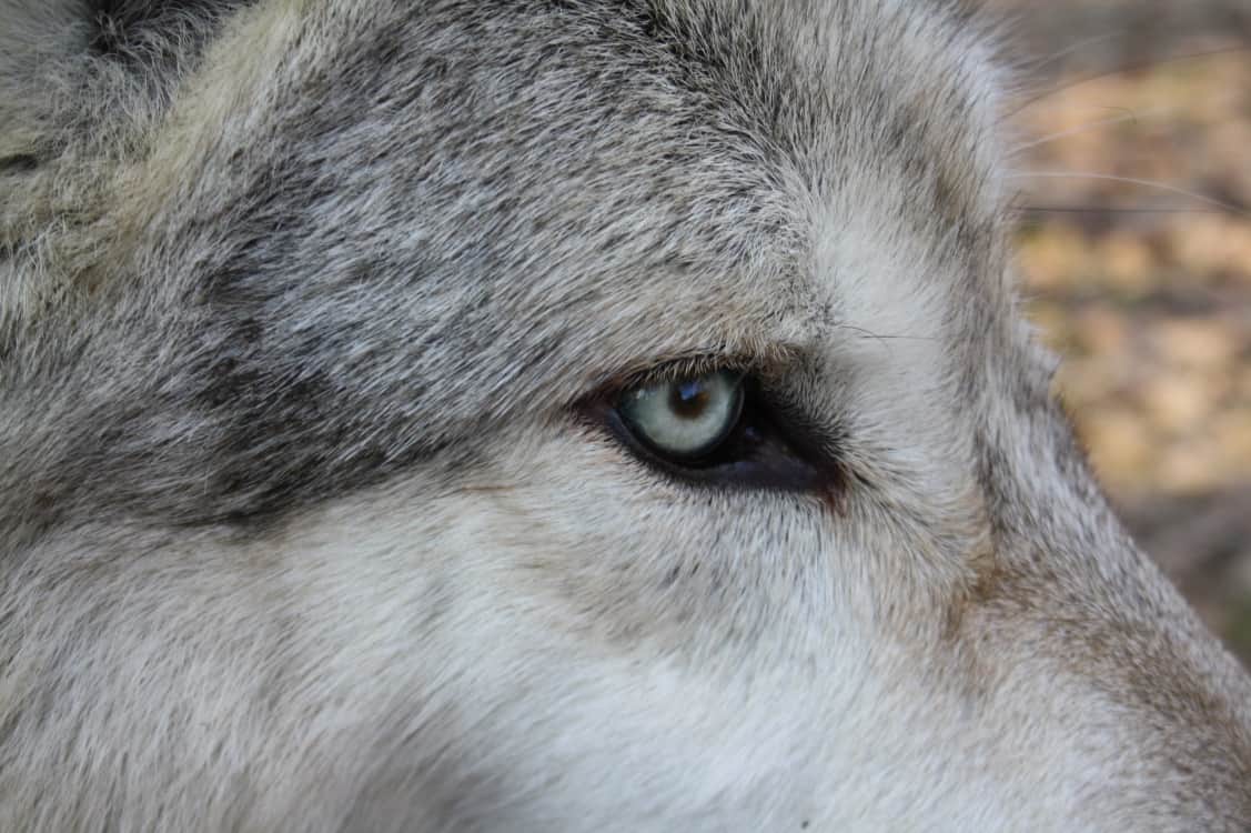 wolf