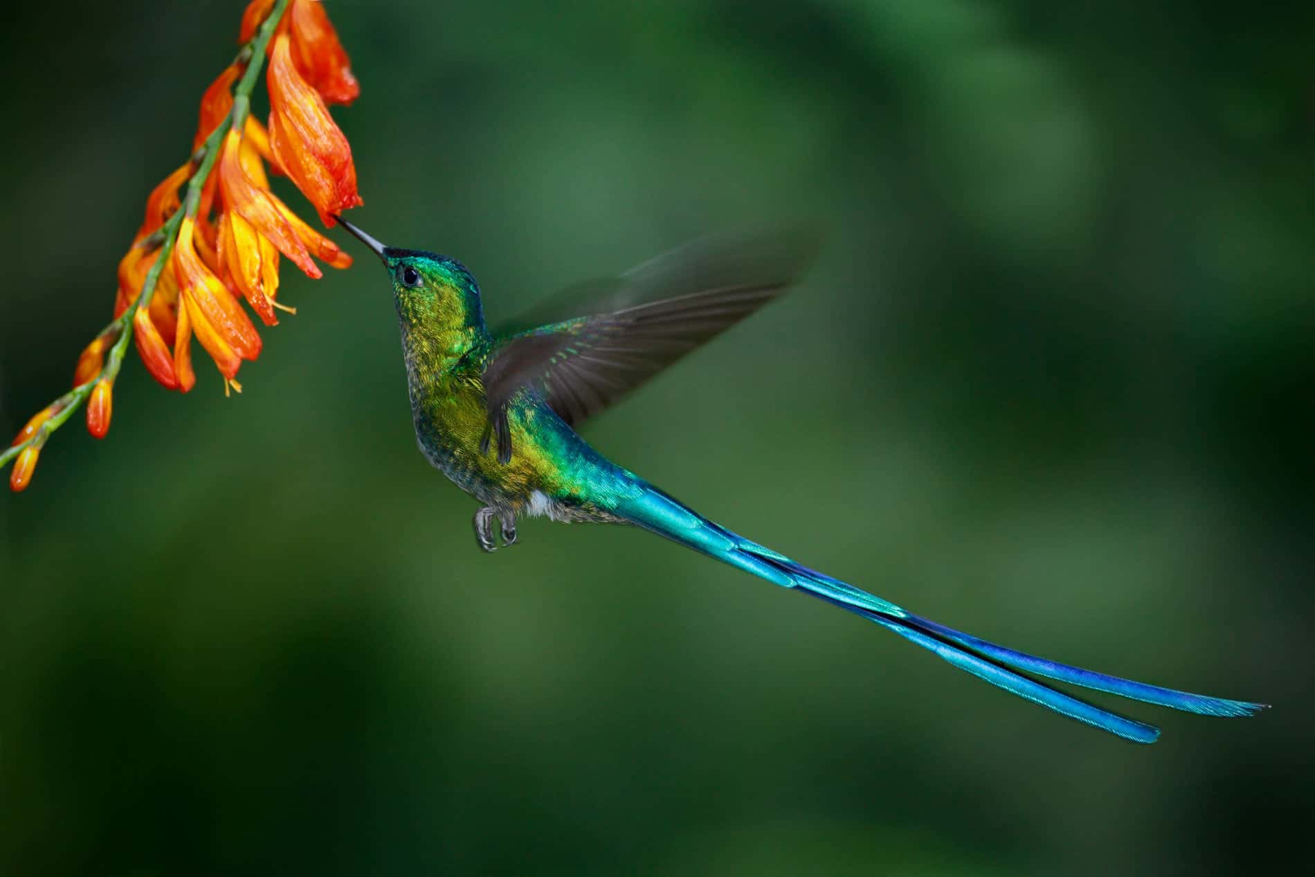 Colibrí