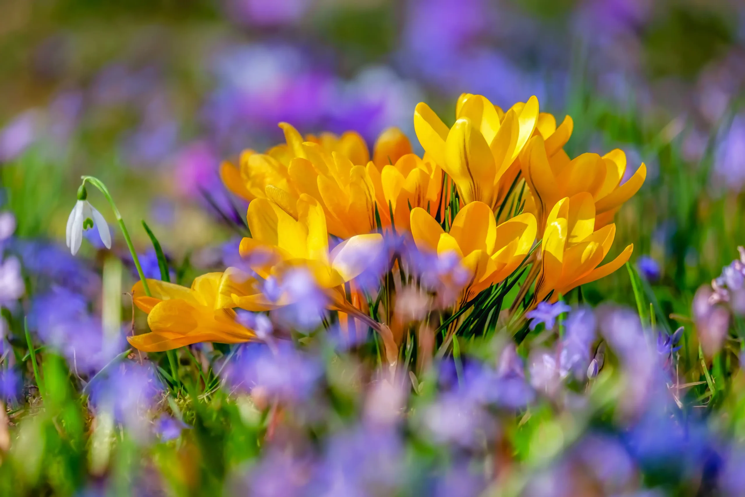 Frühlingsblumen