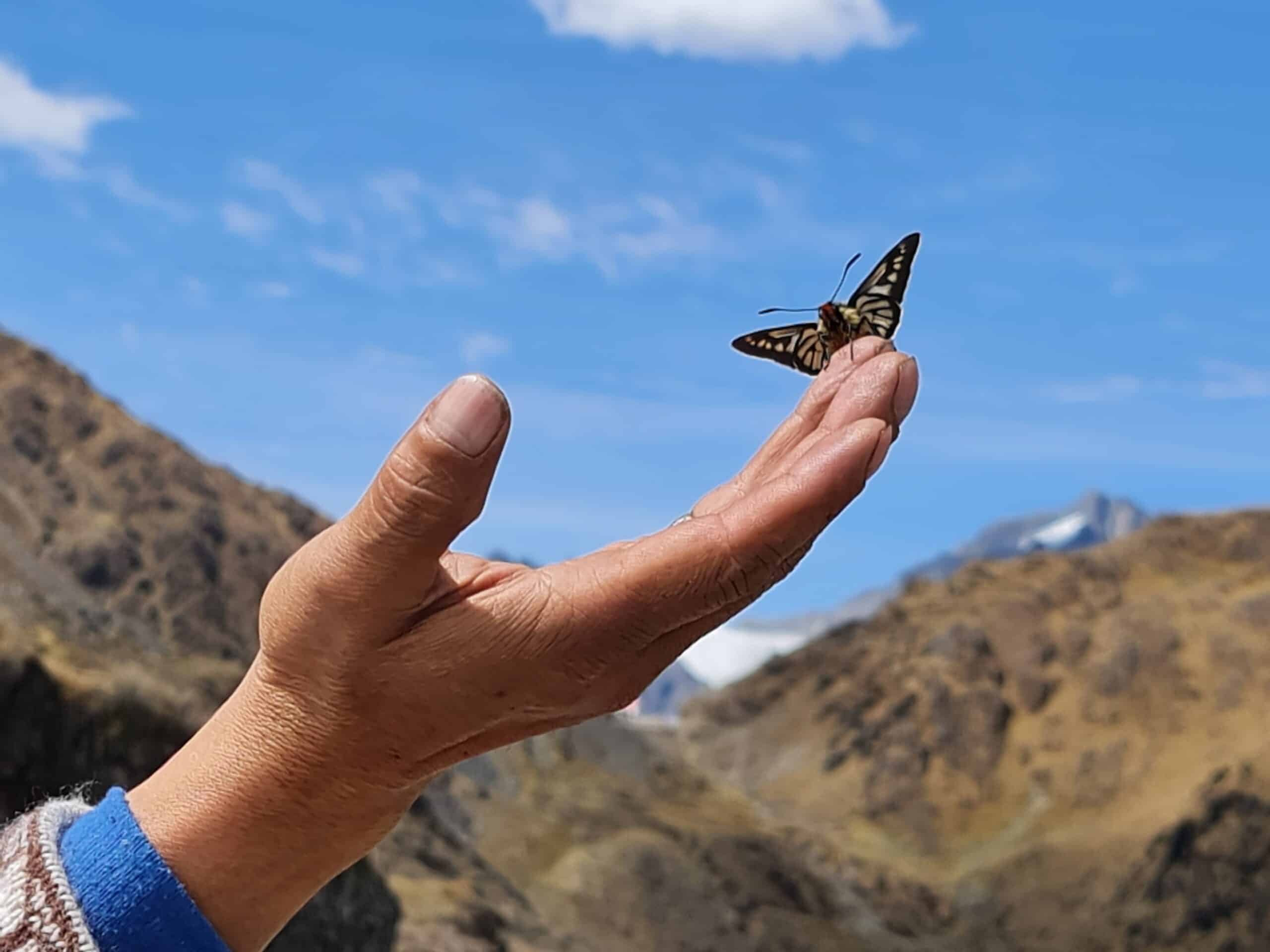 Schmetterling in den Anden