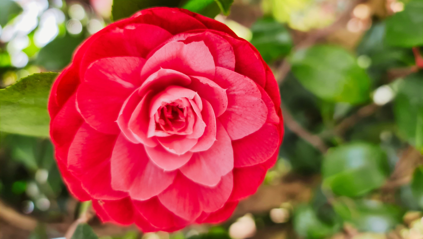 rote Blüte